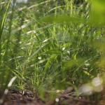 A photo of grass and dirt