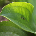 Spider spinning web on leaf