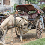 horse-drawn carriage in Sialkot, Pakistan